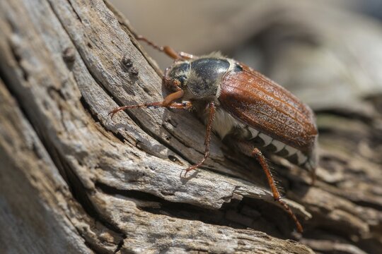 Leaf horn beetle, field may beetle, common may beetle, may bug, melolontha melolontha, scarabaeidae, beetle, cockchafer, coleoptera, doodlebug, insects, beetles