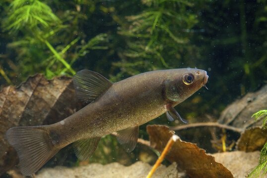 Schleie, Tench, Tinca Tinca, Doctor Fish, Fishes, Pisces