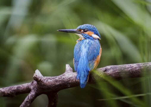 Kingfisher (Alcedo atthis), male perched on a branch in the reeds, Canton of Aargau, Switzerland