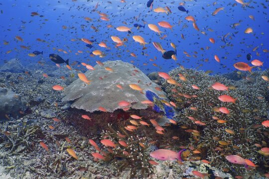 Lively underwater school of jewelled bannerfish (Pseudanthias squamipinnis) in front of a large coral reef in the sea, dive site SD, Nusa Ceningan, Nusa Penida, Bali, Indonesia