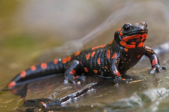 Fire salamander, salamandra salamandra, amphibians, amphibians, caudata, amphibians, amphibians, red, tail amphibians