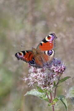 European peacock (Aglais io), on common water aster (Asteraceae), Wilnsdorf, North Rhine-Westphalia, Germany