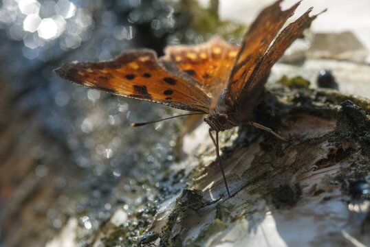 C-butterfly, comma butterfly, nymphalis c-album, polygonia c-album, butterfly, insects, butterfly, butterflies