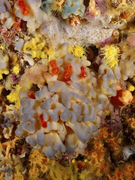 Multicoloured coral formation with predominantly yellow and red elements as well as a blue flesh sponge (Oscarella lobularis), dive site Cap de Creus Marine Reserve, Rosas, Costa Brava, Spain, Mediterranean Sea
