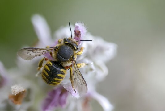 Anthidium manicatum, apidae, bees, European wool carder bee, garden woolbee, large woolbee, hymenoptera, megachilidae, woolbee, insects, wild bees