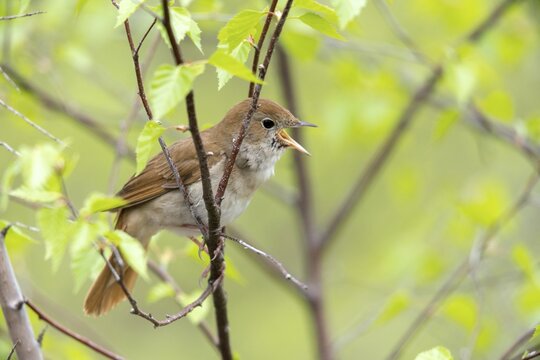 Luscinia megarhynchos, nightingale, birds, song, passeri, songbirds, sining, songbirds, birds