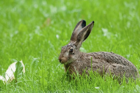 European hare, hares, hares, lagomorpha, lepus europaeus, bunny, mammals, mammals