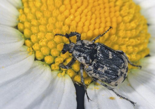 Leaf horn beetle, rotting wood scarab beetle, scarabaeidae, stumbling beetle, valgus hemipterus, beetle, coleoptera, insects, beetles