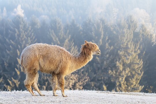 Alpaca (Vicugna pacos), white animal, adult animal, female animal, standing, frost-covered meadow, hilly terrain, forest, fog, winter, snow, minus 15 &deg;C, farm animal, Slovakia