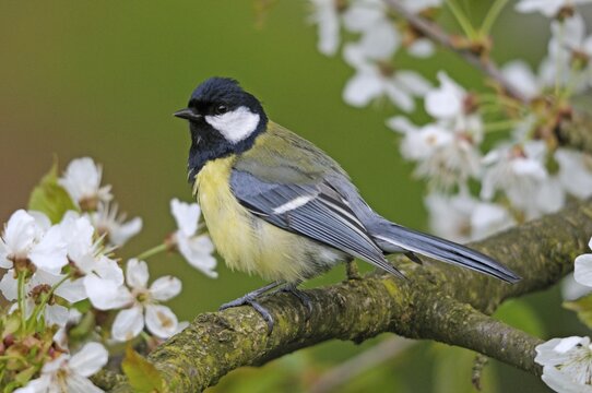 Great tit, great tit, parus major, birds, tits, passeri, songbirds, songbirds, tits, birds