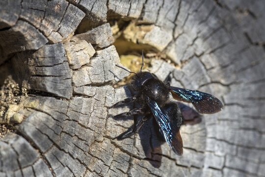 Apidae, bees, blue wood bee, large wood bee, hymenoptera, violet-winged wood bee, xylocopa violacea, insects, insects, violet carpenter bee