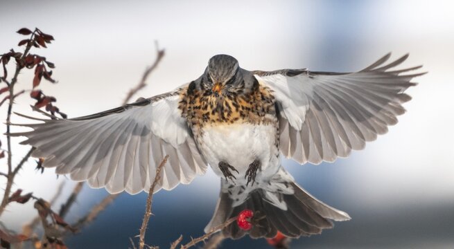 Fieldfares, Turdus pilaris, juniper thrush, birds, thrush, flying, flight, passeri, songbirds, thrush, birds