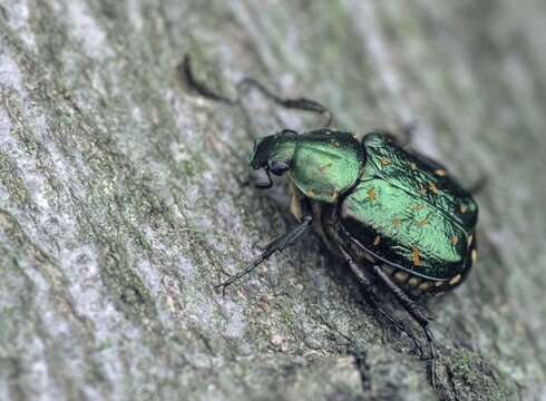 Leaf horn beetle, cetoniinae, gnorimus nobilis, green black beetle, rose beetle, scarabaeidae, beetle, coleoptera, insects, beetles, noble chafers