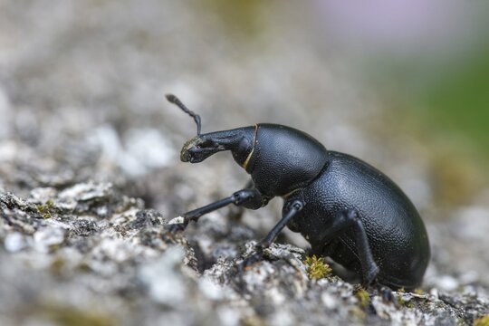 Carrot weevil, curculionidae, chervil weevils, liparus coronatus, weevils, beetles, coleoptera, insects, beetles