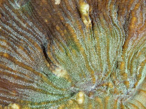 Close-up of the complex patterns of a bulging coral (Open brain coral), stony coral. Dive site Prapat, Penyapangan, Bali, Indonesia