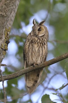 Long-eared owl (Asio otus), sitting on a branch in an aspen (Populus tremula), Burgenland, Austria