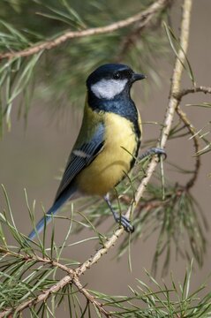 Great tit, great tit, parus major, birds, high size, portrait format, tits, passeri, songbirds, tits, birds