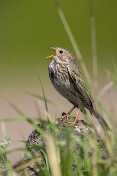 Brandenburg, Corn Bunting, Germany, Emberiza Calandra, Corn Bunting, Miliaria Calandra, Nabu, Nabu project, national natural heritage, natural paradise Gr&uuml;nhaus, post-mining landscape, birds, call, song, green house, high size, portrait, passeri, call, singing, songbirds, birds