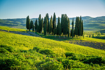 Fototapeta premium The cypresses of Val d'Orcia drone view in Tuscany of Italy 