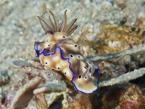 A naked-gilled snail with blue edges, the magnificent star snail (Hypselodoris tryoni), on a sandy seabed, at the Napoleon dive site, Permuteran, Bali, Indonesia