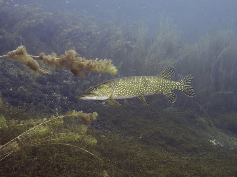 Pike (Esox lucius) in clear water with lush plants and algae. Dive site Parkhaus Post, &Uuml;berlingen, Lake Constance, Germany