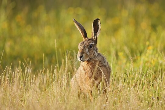 A brown hare (Lepus europaeus) sitting in a meadow, North Rhine-Westphalia, Germany