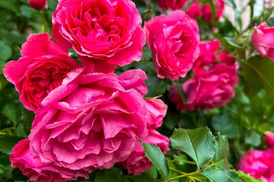 Roses bloom in bright pink colors in a garden during the spring season near a well-kept path
