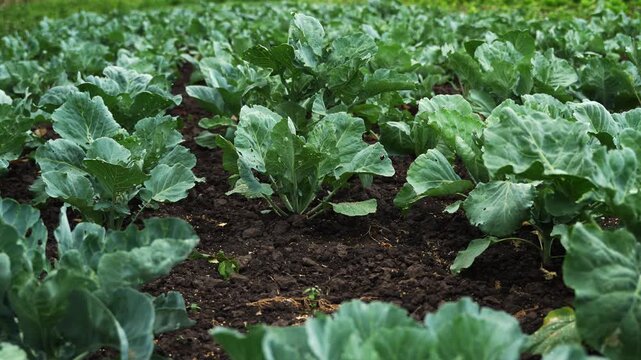 Green cabbage plants growing in rows on a vegetable farm during an overcast day with a smooth camera movement