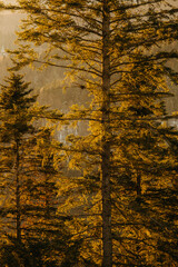 serene forest scene with pine trees illuminated by sunlight, viewed from ground level, showcasing conifl. © Vulp