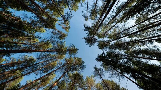 Scenic crowns of coniferous forest trees against the sky, bottom view. Scenic timelapse.