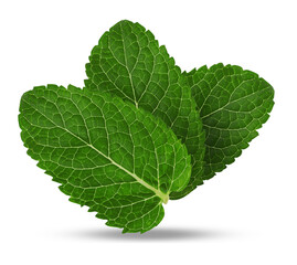 Green mint. Three leaves on white background © New Africa