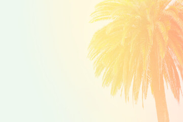 Obraz premium Tropical palm with lush leaves against beautiful sky, color toning