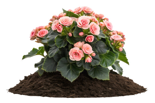Pink Begonia Plant, Flowering Begonia Mound, Pink Double Begonia, Garden Begonia Flowers, Potted Begonia Bloom