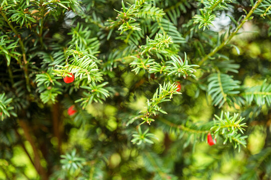Red yew berries on green evergreen tree branches background 