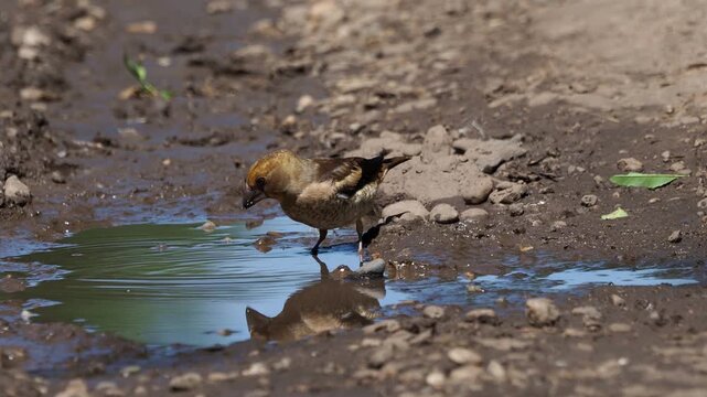 Juvenile hawfinch (Coccothraustes coccothraustes) drinking from a pond during summer