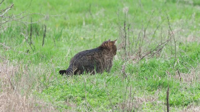 Wild cat hybrid or feral domestic cat hunting in natural habitat