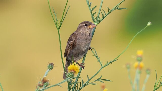 Female house sparrow (Passer domesticus) perched on a green plant during summer