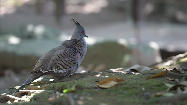 4K video of a gray pigeon resting in the shade of a tree