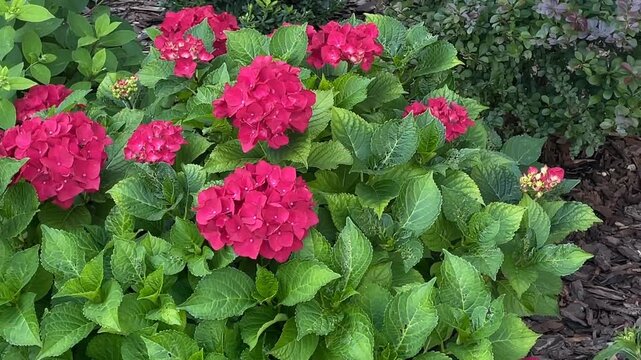 Bright pink hydrangea flowers amidst lush green leaves in a garden setting background