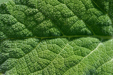 Obraz premium A macro close up shot focusing on the intricate wrinkled texture and tiny hairs covering a green clary sage leaf - latin name - Salvia sclarea