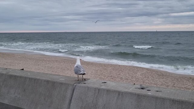 Seagull standing on a concrete barrier overlooking the ocean waves and sandy beach, with a cloudy sky and distant horizon visible in a coastal setting