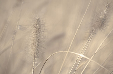 Obraz premium Select focue of bstract natural backgrounds, Black-white Natural floral background. Cogon grass with bokeh background