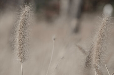 Obraz premium Select focue of bstract natural backgrounds, Black-white Natural floral background. Cogon grass with bokeh background
