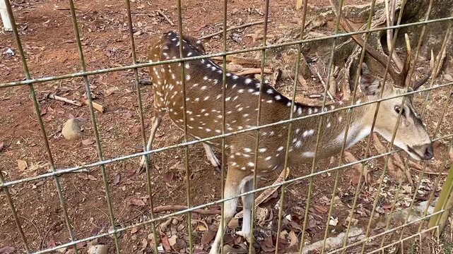 Deer in the parkin karawang Indonesia 04 agustus 2026
