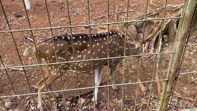 Deer in the parkin karawang Indonesia 04 agustus 2026