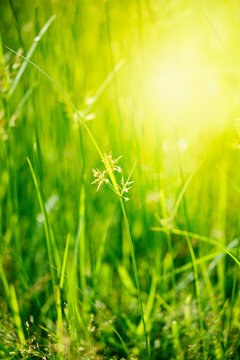 Scene featuring green grass - very shallow depth of field