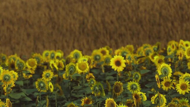 Sunflowers are growing in a large field under clear skies. The flowers face the sun, creating a bright yellow landscape. Behind the flowers, there is a field of golden grains.