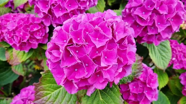 Vibrant pink hydrangea flowers in full bloom, showcasing intricate petal structures and lush green leaves in a natural garden setting