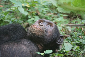 Chimpanzee in Kyambura Gorge Uganda © manouck