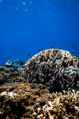 Small tropical fish swimming over a large hard coral reef in blue ocean. © PIPE DIVE UNDERWATER